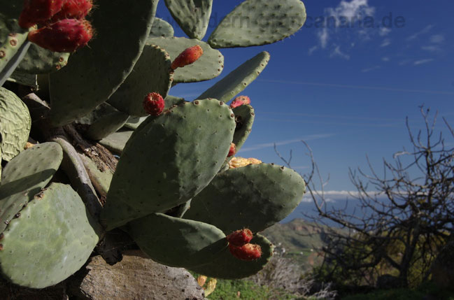 Feigenkakteen mit Früchten auf Gran Canaria